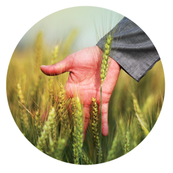 Wheat